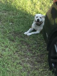 Found/Stray Unknown Dog last seen Near lacy court ,sun it ridge, Macon, GA 31206