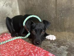 Shelter Stray Female Dog last seen , 957 N Gaffey St, San Pedro, CA 90731, USA