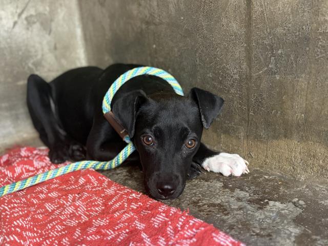 Shelter Stray Female Dog last seen , 957 N Gaffey St, San Pedro, CA 90731, USA