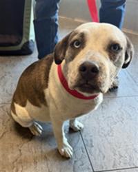 Shelter Stray Female Dog last seen , 11361 W Pico Blvd, Los Angeles, CA 90064, USA
