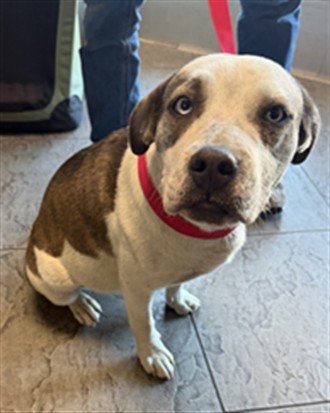Shelter Stray Female Dog last seen , 11361 W Pico Blvd, Los Angeles, CA 90064, USA