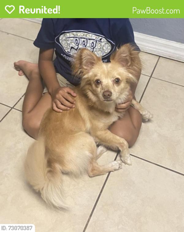 Reunited Male Dog last seen S Rossiter St,  Plymouth Ave , Mount Dora, FL 32757