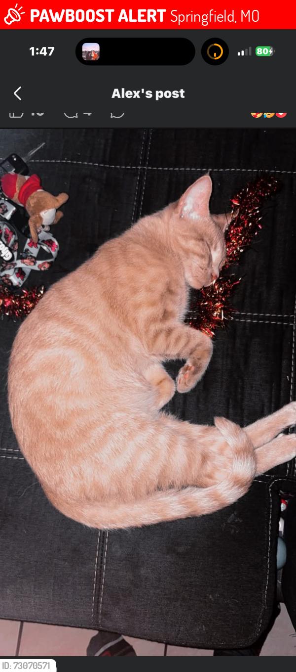 Lost Male Cat last seen S Pinehurst and walnut lawn, Springfield, MO 65807
