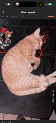 Lost Male Cat last seen S Pinehurst and walnut lawn, Springfield, MO 65807