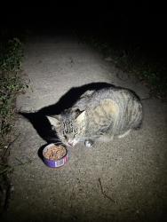 Found/Stray Unknown Cat last seen W oakdale, Irving, TX 75060