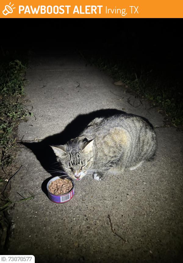 Found/Stray Unknown Cat last seen W oakdale, Irving, TX 75060