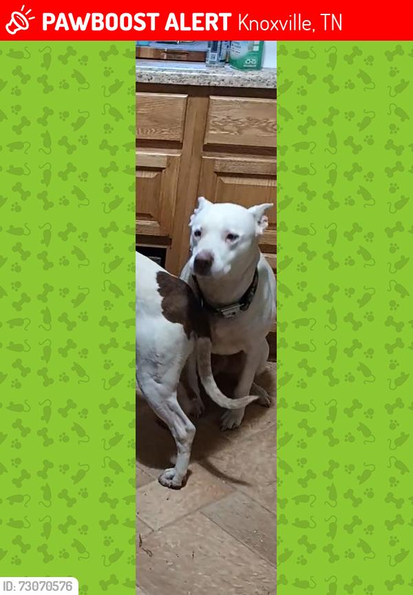 Lost Male Dog last seen Near n Francis, Knoxville, TN 37909