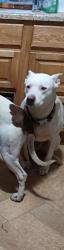 Lost Male Dog last seen Near n Francis, Knoxville, TN 37909