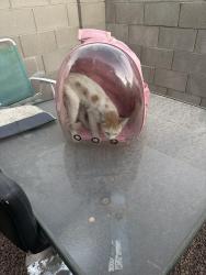 Found/Stray Male Cat last seen 35th & Southern, Baseline, Phoenix, AZ 85041