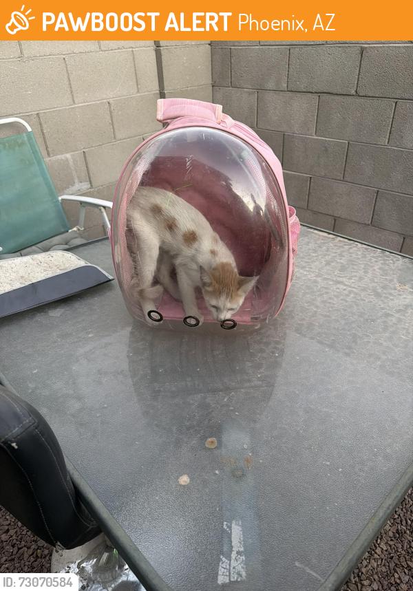 Found/Stray Male Cat last seen 35th & Southern, Baseline, Phoenix, AZ 85041