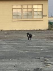 Found/Stray Unknown Dog last seen Next to airport, City of Atwater, CA 95301