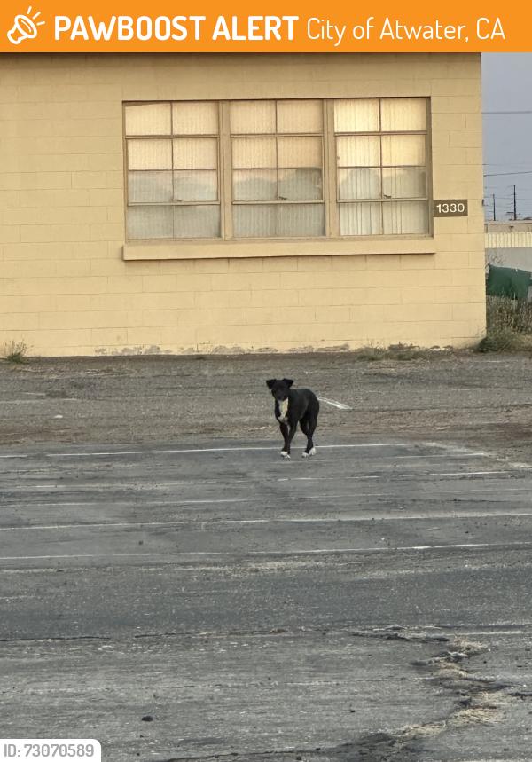 Found/Stray Unknown Dog last seen Next to airport, City of Atwater, CA 95301