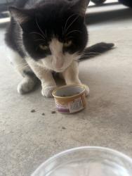 Found/Stray Male Cat last seen First street after the traintracks, San Dimas, CA 91773