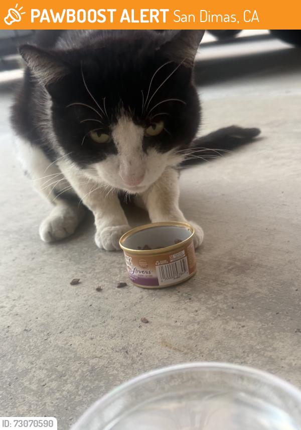 Found/Stray Male Cat last seen First street after the traintracks, San Dimas, CA 91773