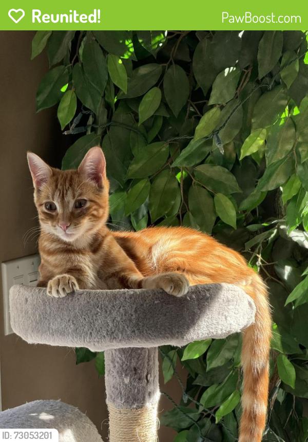 Reunited Male Cat last seen Ernest Way/Wright Debow, Jackson Township, NJ 08527