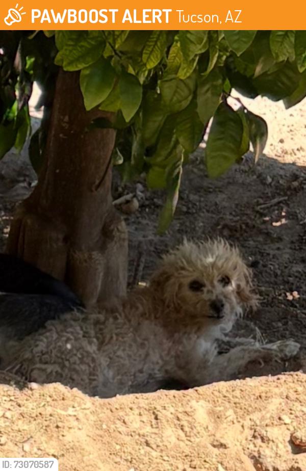 Found/Stray Unknown Dog last seen Missouri st- Irrigation- 6th avenue area, Tucson, AZ 85714