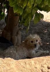 Found/Stray Unknown Dog last seen Missouri st- Irrigation- 6th avenue area, Tucson, AZ 85714