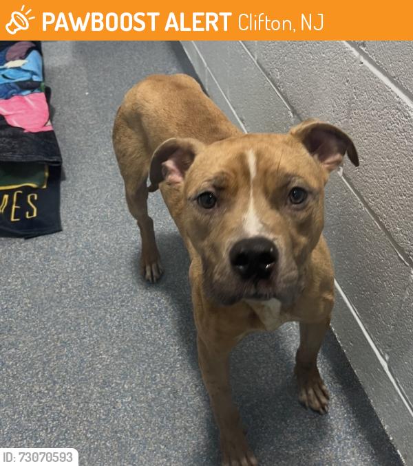 Found/Stray Male Dog last seen Viola and Jewett Clifton, Clifton, NJ 07011