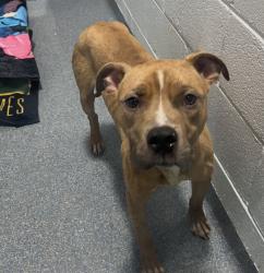 Found/Stray Male Dog last seen Viola and Jewett Clifton, Clifton, NJ 07011