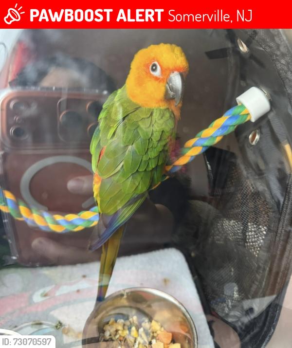Lost Female Bird last seen Good Shepherd Lutheran Church, near the quick check, Somerville, NJ 08876