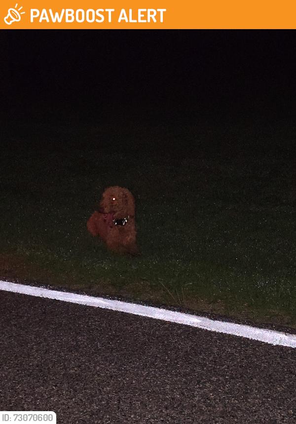 Found/Stray Male Dog last seen Bethesda rd, Davidson County, NC 27295