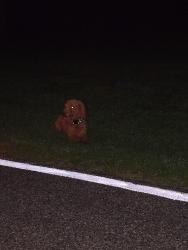 Found/Stray Male Dog last seen Bethesda rd, Davidson County, NC 27295