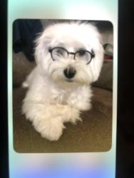 Lost Male Dog last seen 150th and N. Pennsylvania Ave., Edmond, OK 73013