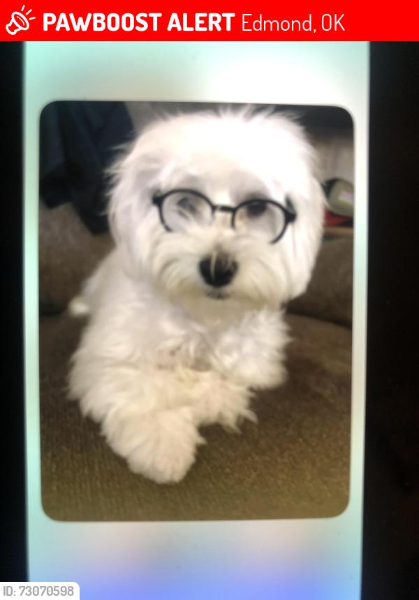 Lost Male Dog last seen 150th and N. Pennsylvania Ave., Edmond, OK 73013