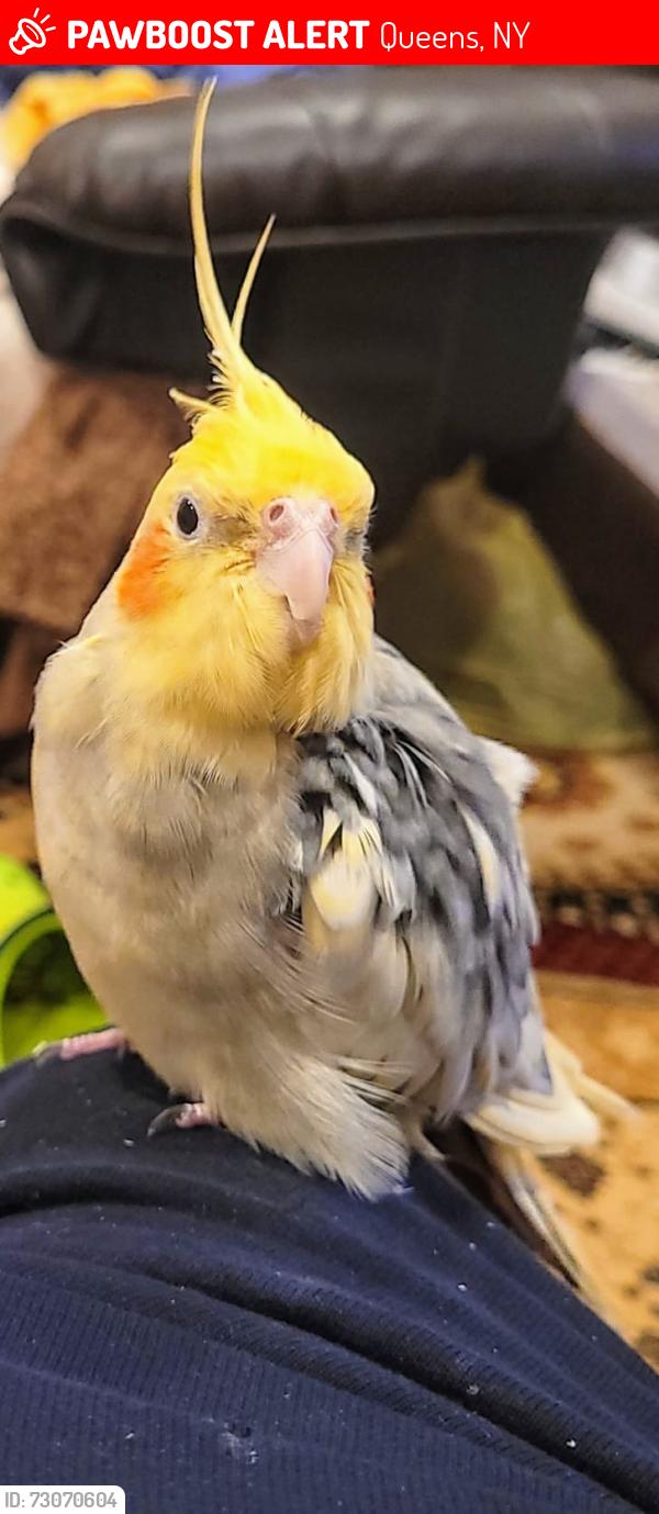 Lost Female Bird last seen 167th street & 67th ave, Queens, NY 11365