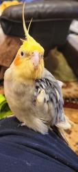 Lost Female Bird last seen 167th street & 67th ave, Queens, NY 11365