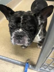 Shelter Stray Male Dog last seen Mino and anee, Oakland, CA, 1101 29th Ave, Oakland, CA 94601, USA