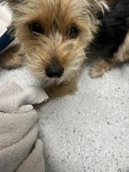Shelter Stray Male Dog last seen 98th and San Leandro, Oakland, CA, 1101 29th Ave, Oakland, CA 94601, USA