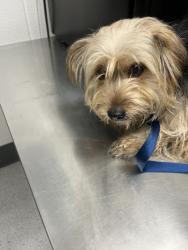 Shelter Stray Female Dog last seen 98th and San Leandro, Oakland, CA, 1101 29th Ave, Oakland, CA 94601, USA