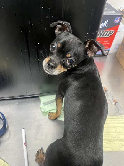 Shelter Stray Male Dog last seen 880th ave close to 10th st exit, Oakland, CA, 1101 29th Ave, Oakland, CA 94601, USA