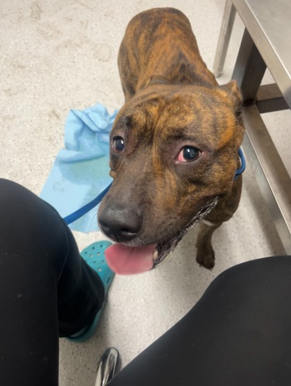 Shelter Stray Male Dog last seen Near Broadway, Oakland, , 1101 29th Ave, Oakland, CA 94601, USA
