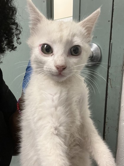 Shelter Stray Male Cat last seen Brunell Dr. at Klamath St, Oakland, CA, 1101 29th Ave, Oakland, CA 94601, USA