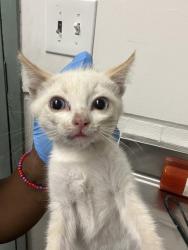 Shelter Stray Male Cat last seen Brunell Dr. at Klamath St, Oakland, CA, 1101 29th Ave, Oakland, CA 94601, USA