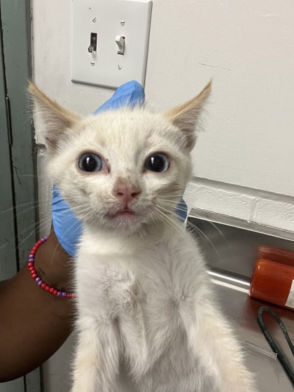 Shelter Stray Male Cat last seen Brunell Dr. at Klamath St, Oakland, CA, 1101 29th Ave, Oakland, CA 94601, USA