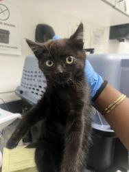 Shelter Stray Female Cat last seen Brunell Dr. at Klamath St, Oakland, CA, 1101 29th Ave, Oakland, CA 94601, USA