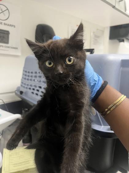 Shelter Stray Female Cat last seen Brunell Dr. at Klamath St, Oakland, CA, 1101 29th Ave, Oakland, CA 94601, USA