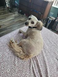 Reunited Male Dog last seen Fulton, Largo, FL 33771