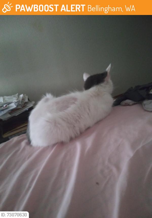Found/Stray Female Cat last seen Community food coop, Bellingham, WA 98226