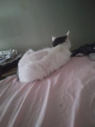 Found/Stray Female Cat last seen Community food coop, Bellingham, WA 98226