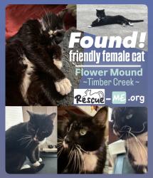 Found/Stray Female Cat last seen Cross Timbers Rd. Flower Mound, 300ft from Timber Creek, Flower Mound, TX 75028