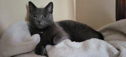 Lost Male Cat last seen Near and Blackfoot st Nw Cambridge, Cambridge, MN 55008