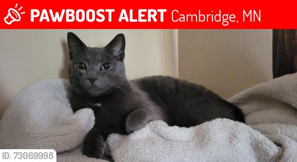 Lost Male Cat last seen Near and Blackfoot st Nw Cambridge, Cambridge, MN 55008