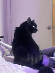 Lost Female Cat last seen Wood Rose apmts on Ustick and Cooper, Meridian, ID 83646