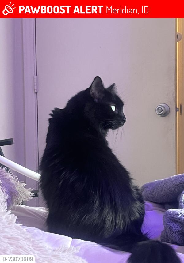 Lost Female Cat last seen Wood Rose apmts on Ustick and Cooper, Meridian, ID 83646