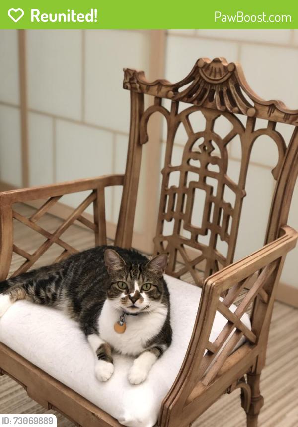 Reunited Male Cat last seen Westpath & Overlea, Bethesda, MD 20816