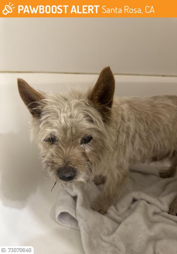 Found/Stray Male Dog last seen On corby Avenue. Close to 7/11 store. , Santa Rosa, CA 95407